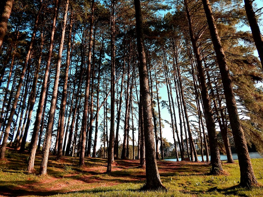 nature, trees, dam, forest, autumn, leaves, plantation, greens HD wallpaper