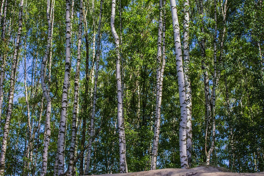 Birch, Sunny Day, Tree, Forest, Summer, pine tree, nature, no people HD wallpaper