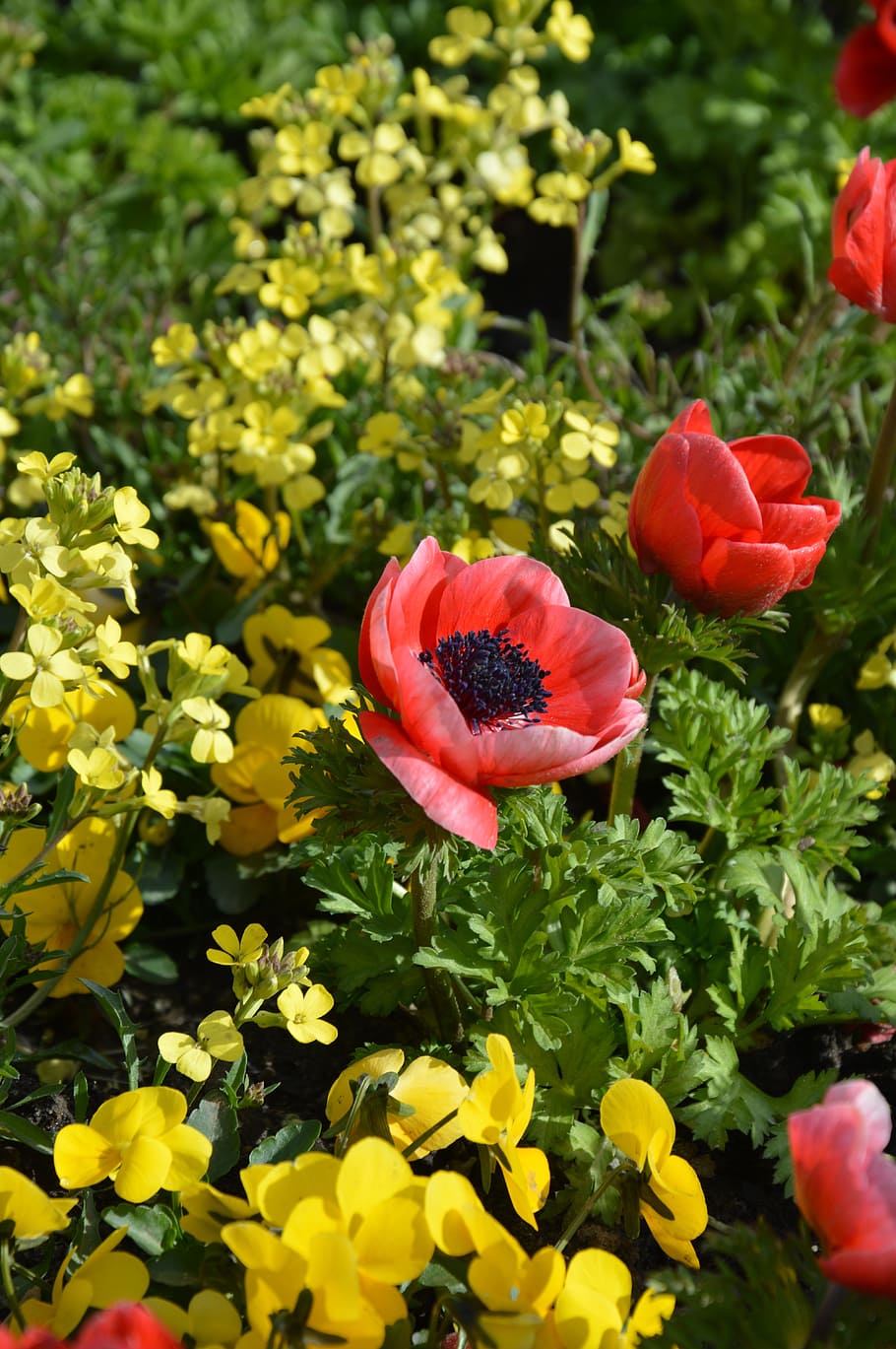 Flower, Meadow, flower meadow, spring, flowers, spring meadow HD wallpaper