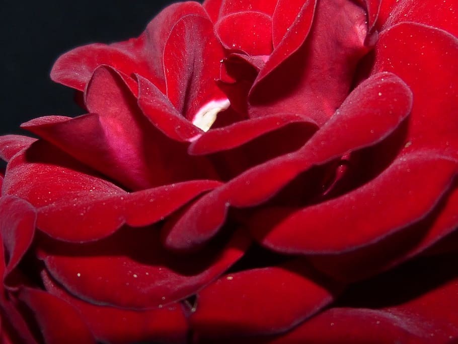Roses, Red, Night, Lighting, Darkness, shadow, flower, blossom HD wallpaper