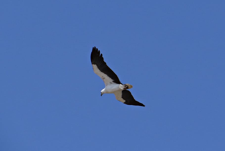Eagle, Raptor, Predator, Bird, white-bellied-sea-eagle, sea eagle HD wallpaper