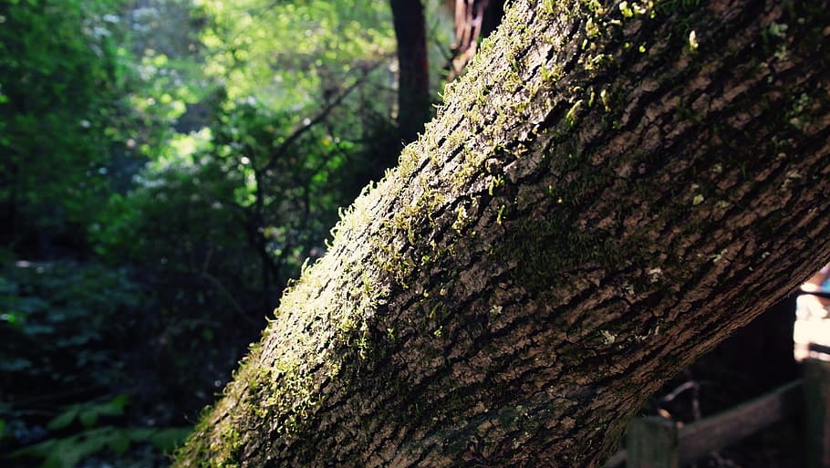 tree, moss, nature, forest, green, outdoor, environment, plant HD wallpaper