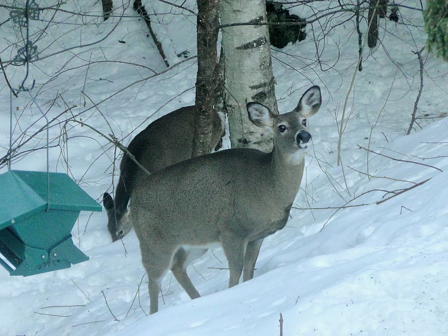 deer, winter, backyard, snow, wildlife, face, nature, wild animals HD wallpaper