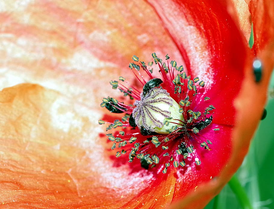 worms, the beetles, black, flower, poppy, the interior of the HD wallpaper