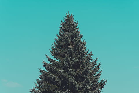 green pine tree under green sky, pine tree, fir, conifer, branch HD wallpaper
