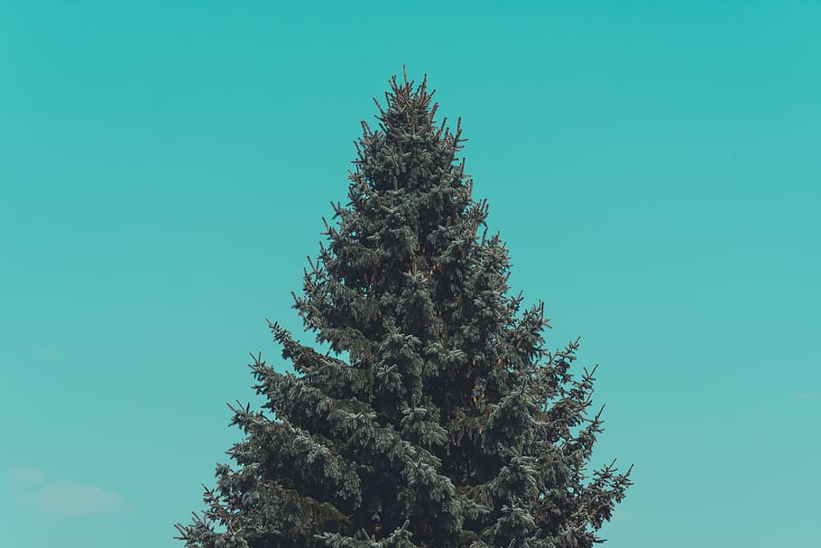 green pine tree under green sky, pine tree, fir, conifer, branch HD wallpaper