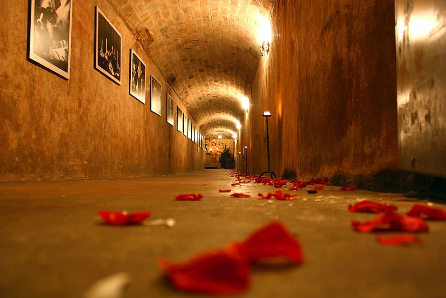 selective-focus photography of floor with red petals, cellar, HD wallpaper