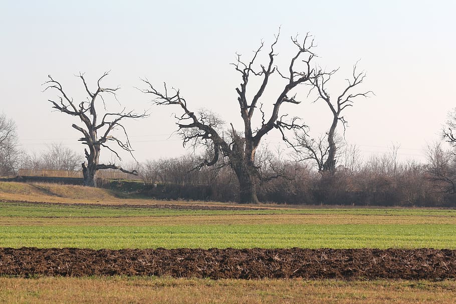 oaks, fields, meadows, landscape, sky, nature, outdoor, tree HD wallpaper