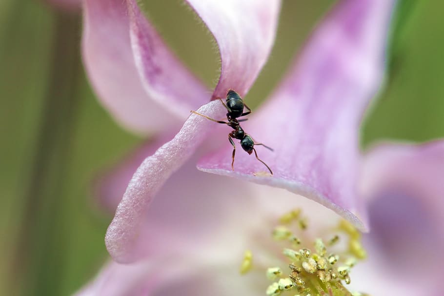 ant, inside a flower, orlik, posts, pink, closeup, detail of HD wallpaper