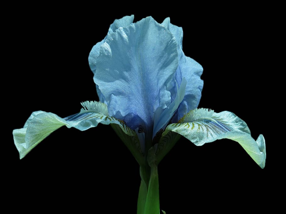 iris, bearded iris, flower, close up, plant, blue, blue blossom HD wallpaper
