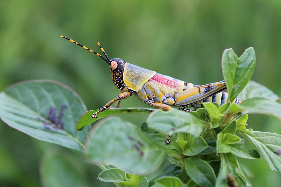 grasshopper, insect, close-up, one animal, animal themes, invertebrate HD wallpaper