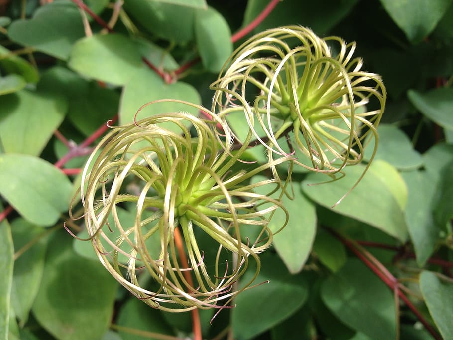 clematis, climber, vines, bizarre, nature, plant, leaf, growth HD wallpaper