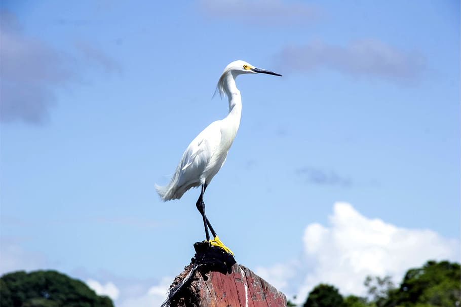 heron, white, bird, boipeba, john santos, animal themes, animal wildlife HD wallpaper