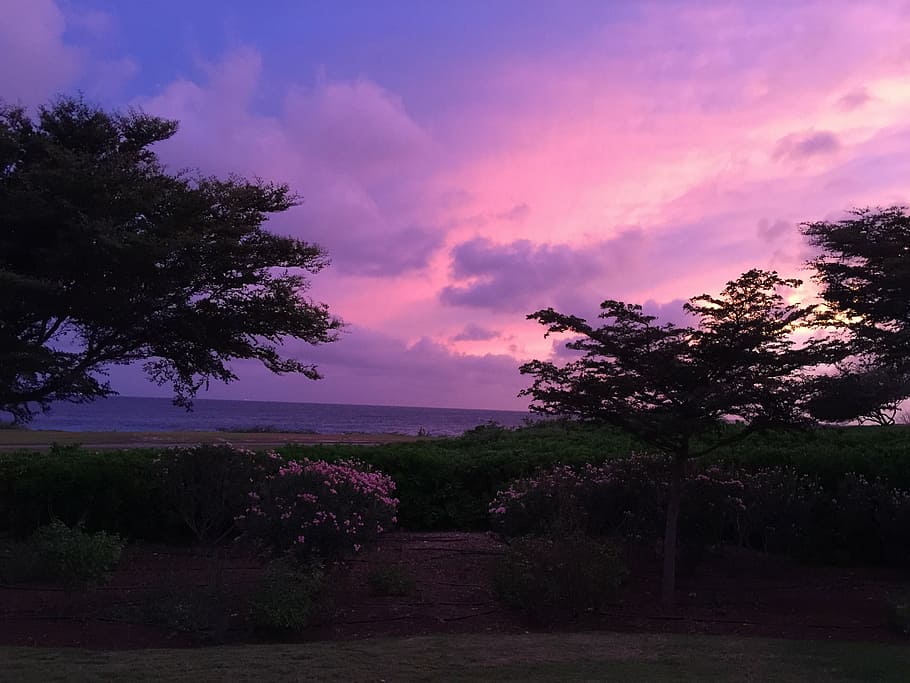 evening sky, caribbean, mood, nature, tree, sunset, outdoors HD wallpaper