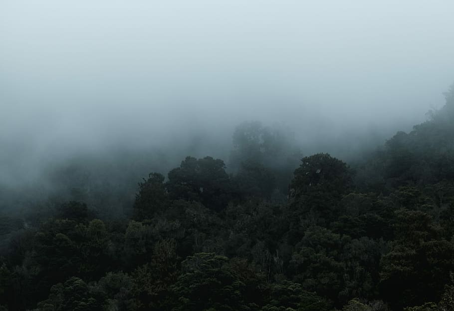 Lost in the Mist, trees with foggs, misty, moody, dark, forest, HD wallpaper