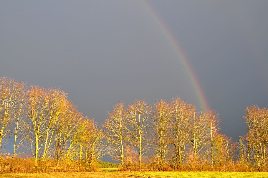 Rainbow, Trees, Mood, Weather, sky, landscape, nature, multi colored HD wallpaper