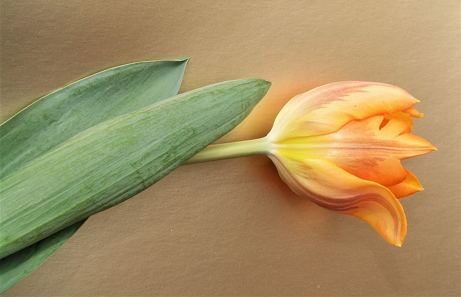 nature, flora, leaf, flower, desktop, food and drink, healthy eating HD wallpaper