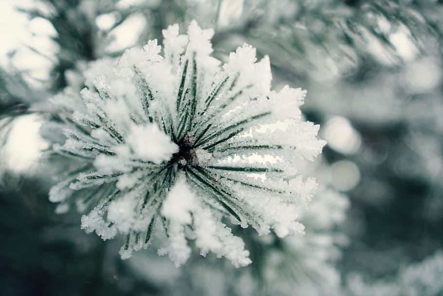photo of snow covered pine tree, iced, needles, winter, cold HD wallpaper