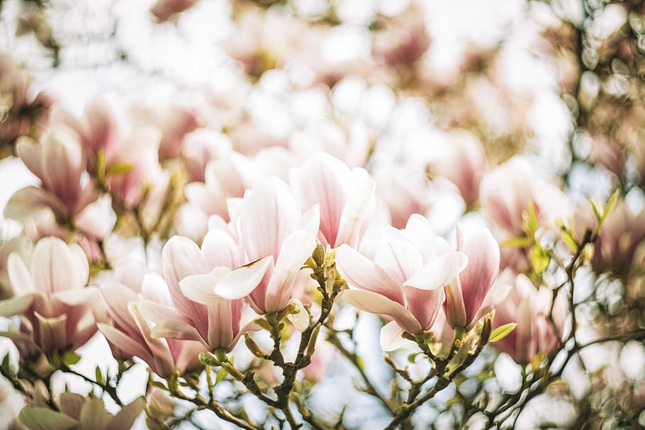 white and pink flower plant, pink and white flowers, petal, spring HD wallpaper