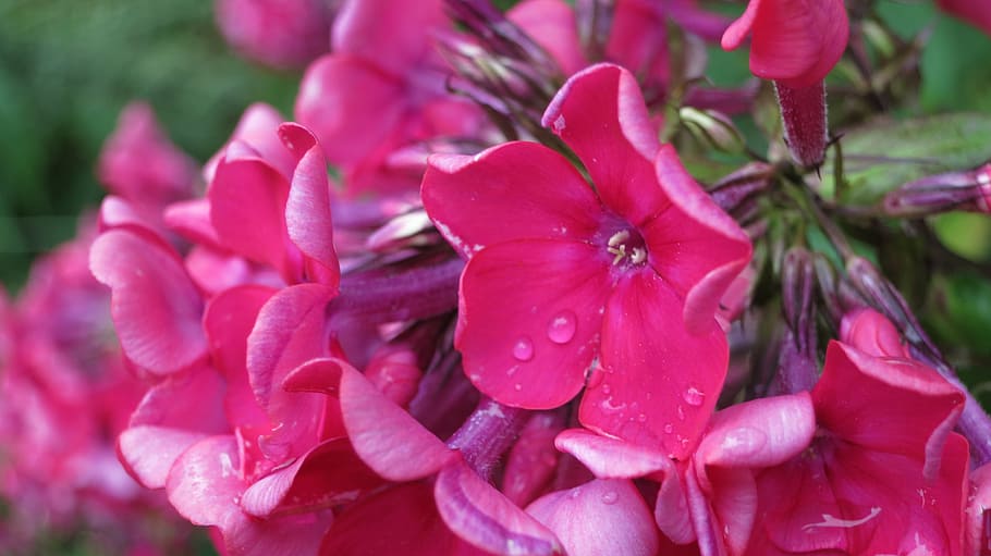 phlox, garden, close, flowering plant, freshness, beauty in nature HD wallpaper