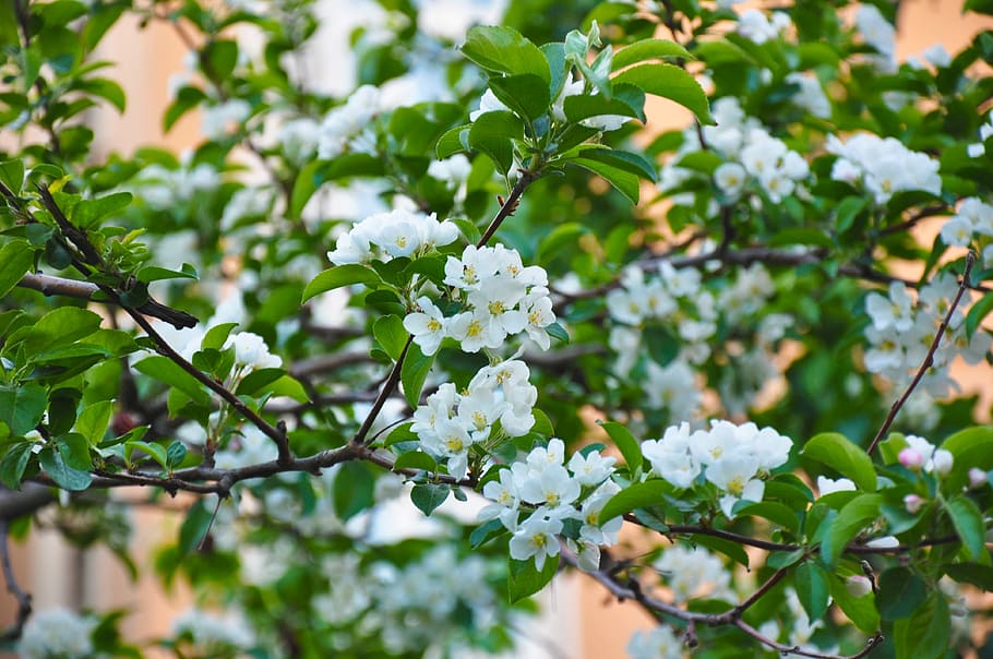 spring, bloom, flowers, flowering tree, branch, white, garden HD wallpaper