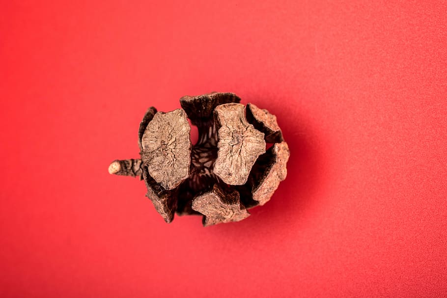 pine cone, macro, needles, forest, cones, scratchy, closeup HD wallpaper
