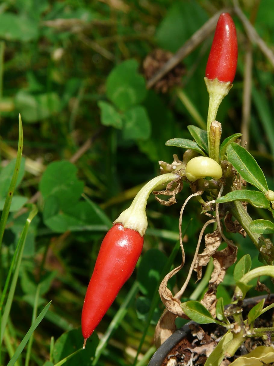 chili, chili peppers, red, sharp, paprika, capsicum, pepperoni HD wallpaper