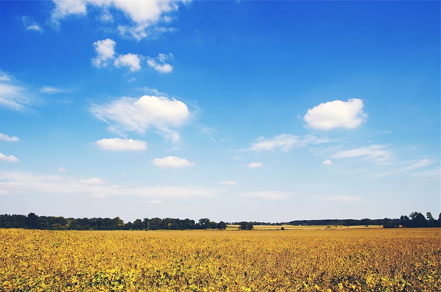fields, country, rural, blue, sky, clouds, trees, nature, landscape HD wallpaper