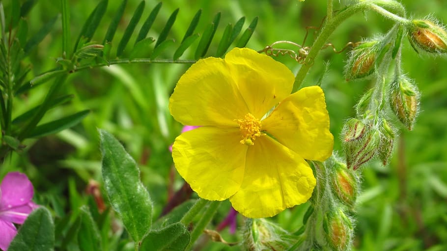 brown, blossom, bloom, yellow, flowering plant, growth, fragility HD wallpaper