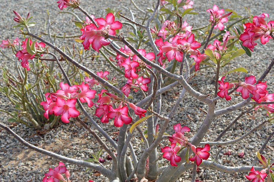 desert, bloom, pink, flora, blossoms, mexico, cabo, nature HD wallpaper