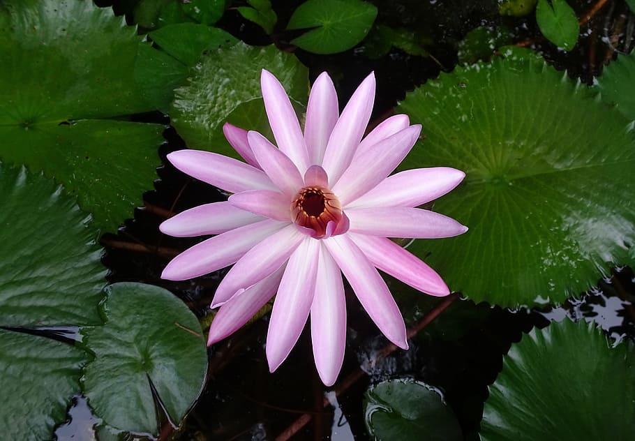 lily, flower, red water lily, lal shapla, lal kamal, raktakamal