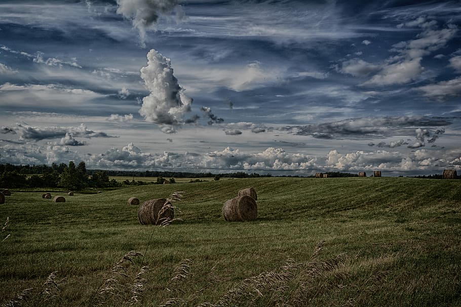 farm beside my house, Georgetown, Ontario, Canada, roll bales on green grassfield HD wallpaper