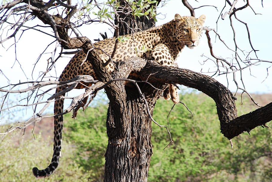 leopard on the tree, wild, elegance, wildlife, africa, nature, HD wallpaper