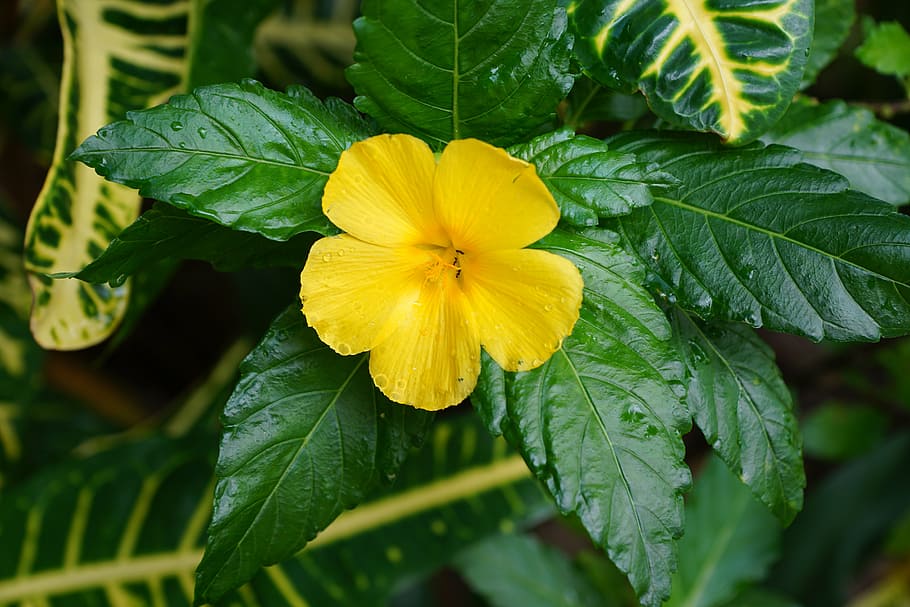 HD wallpaper: flower, hibiscus, yellow, caribbean, leaf, plant part ...