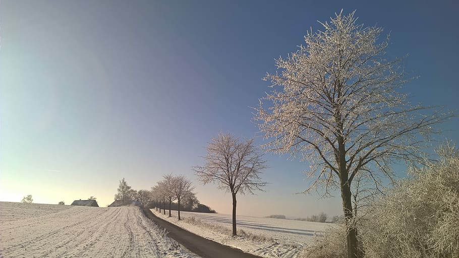Winter, Snow, Sun, Trees, Blue Sky, hoarfrost, wintry, white HD wallpaper