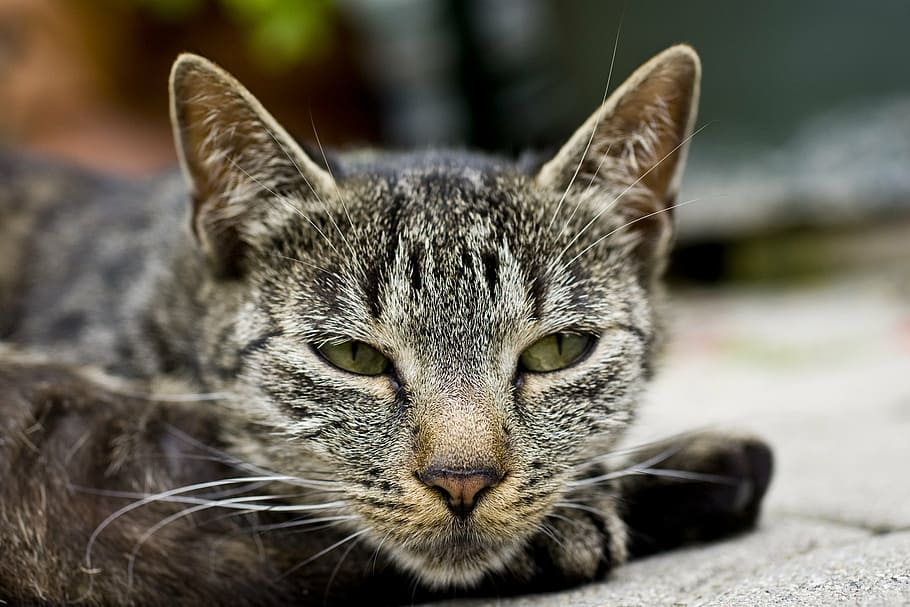 cat, head, cat face, pet, close, domestic cat, one animal, portrait HD wallpaper
