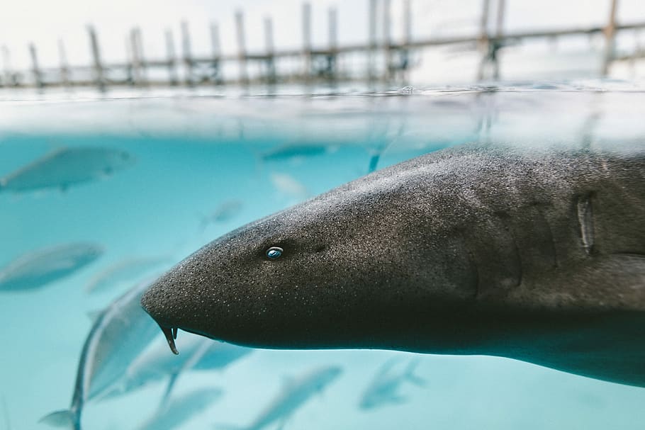 gray fish closeup photography, close up photography of black fish, HD wallpaper