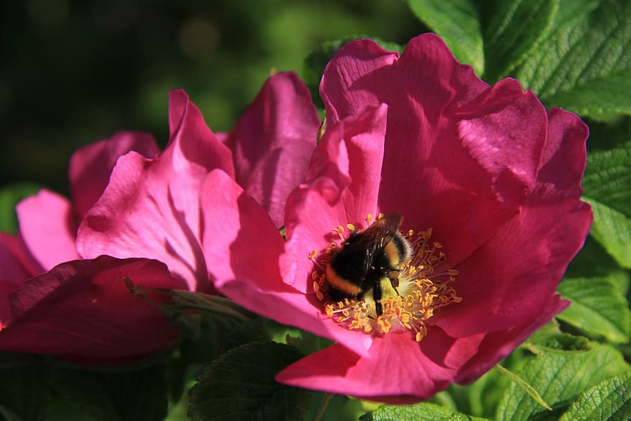 rose, bumblebee, flower, red, flowering plant, petal, fragility HD wallpaper
