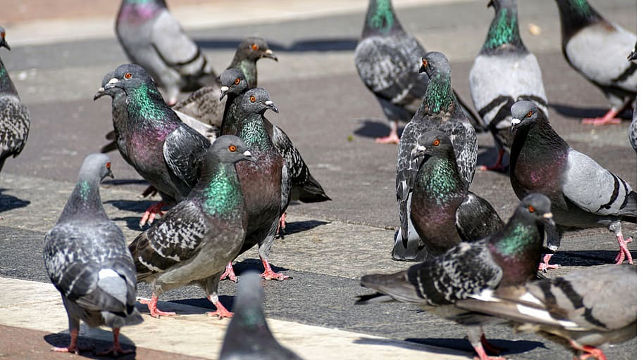 flocks of pigeons, feed, fly, space, wing, dove, city, feather HD wallpaper