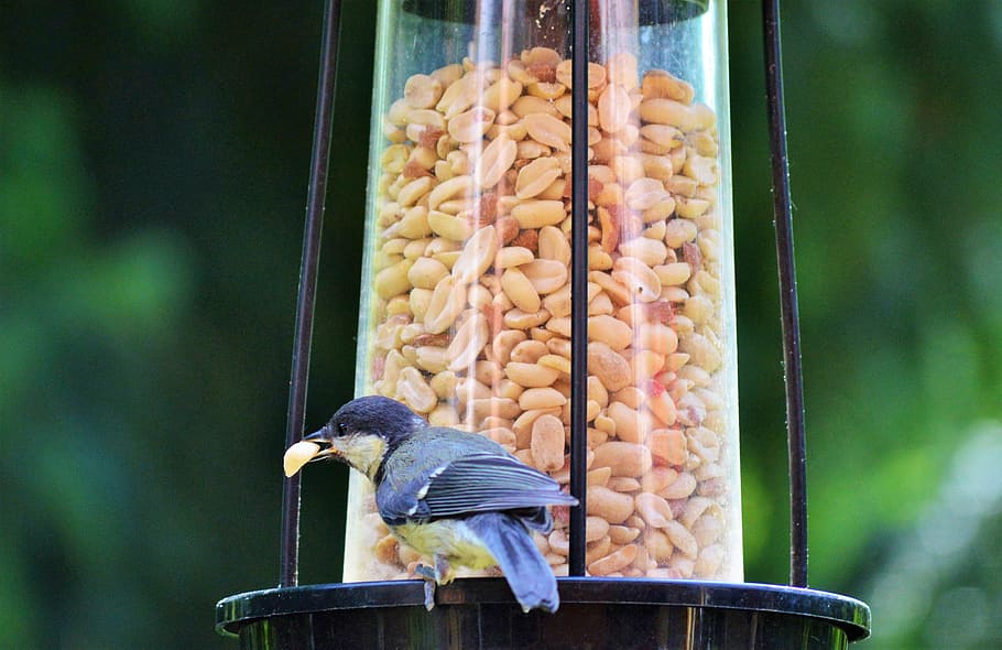 tit, bird, foraging, garden, animal wildlife, animal themes HD wallpaper