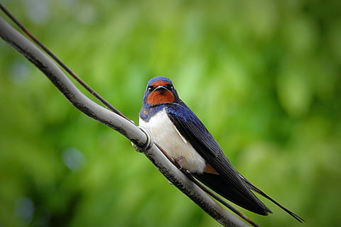 swallow bird on tree branch during daytime, animal themes, animal wildlife HD wallpaper