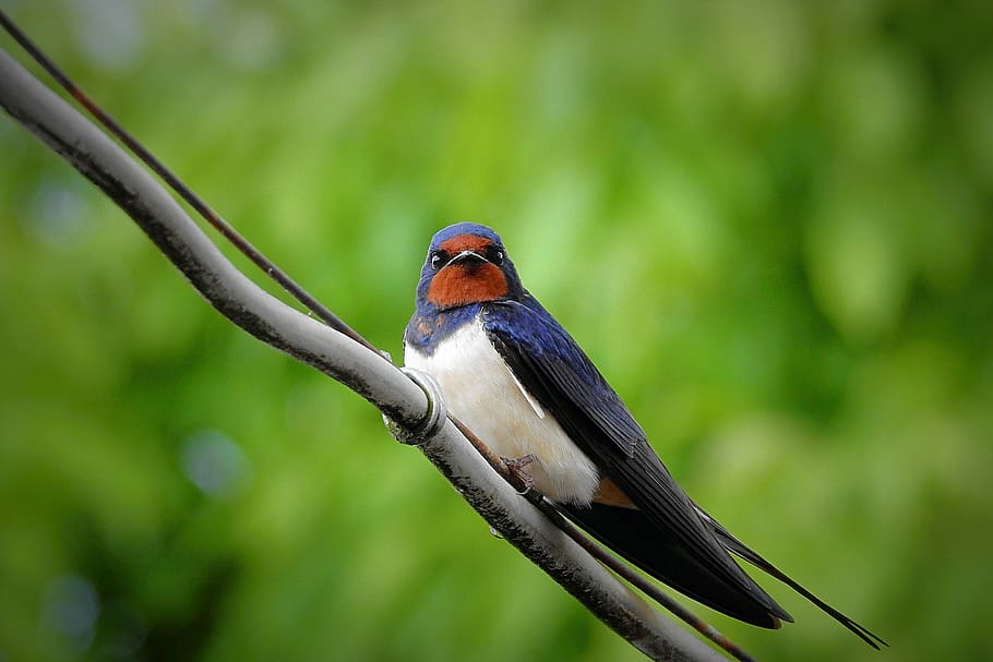 swallow bird on tree branch during daytime, animal themes, animal wildlife HD wallpaper