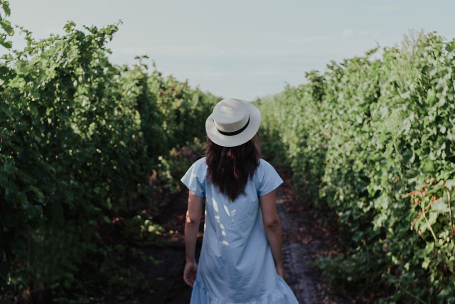 woman in blue short-sleeved dress and white hat standing between green leafed plants during daytime, woman standing between green vineyards