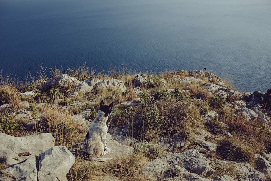 Australian Cattle dog sitting on rock hill near seashore, blue HD wallpaper