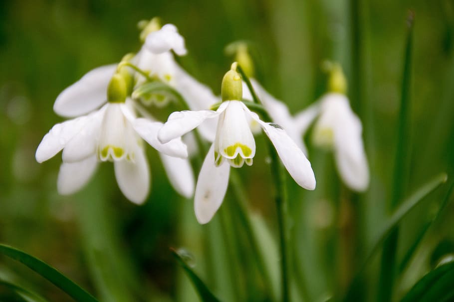 snowdrop, plant, spring, green, macro, white, flowers, snowdrops HD wallpaper