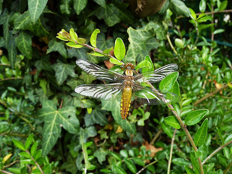 dragonfly, nature, insect, animal wildlife, animals in the wild HD wallpaper