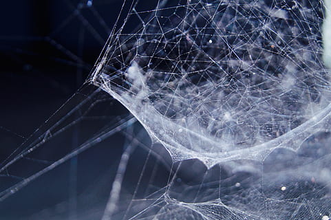 white spider web in close-up photography, network, link, fragility HD wallpaper