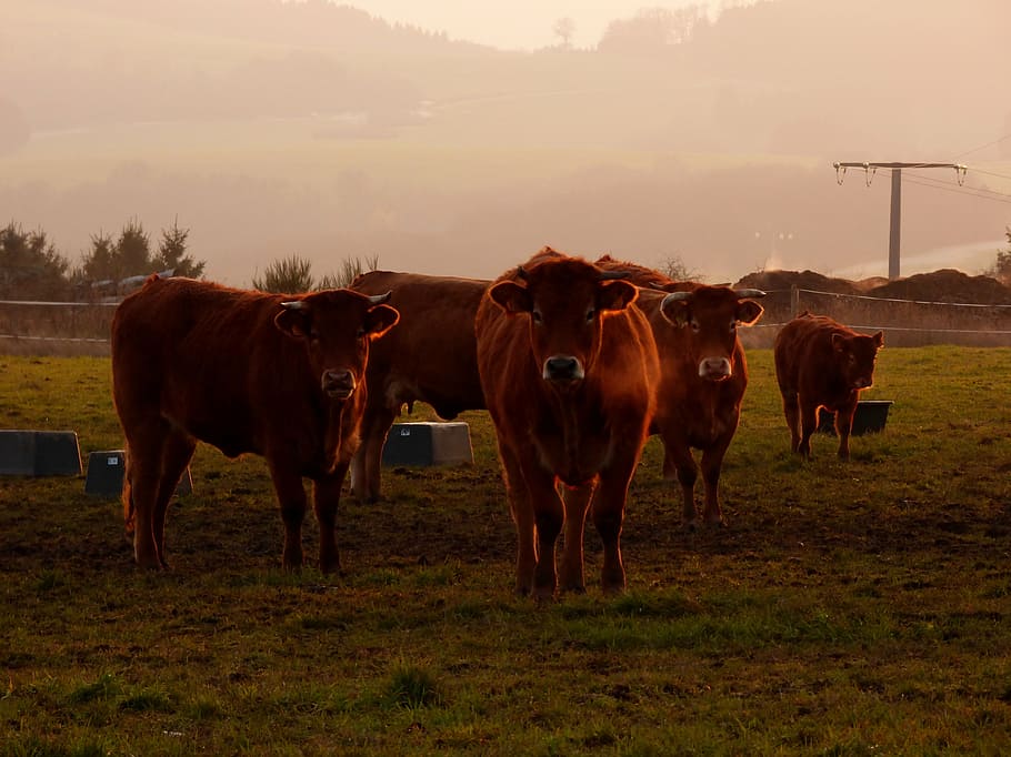 cows, evening sun, steaming breath, domestic, livestock, pets HD wallpaper