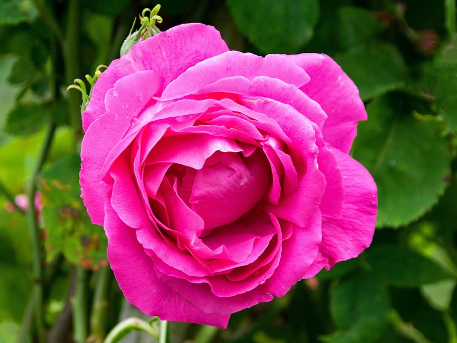 Historic Rose, Ulrich Brunner Fils, flowers, pink, blossom, bloom