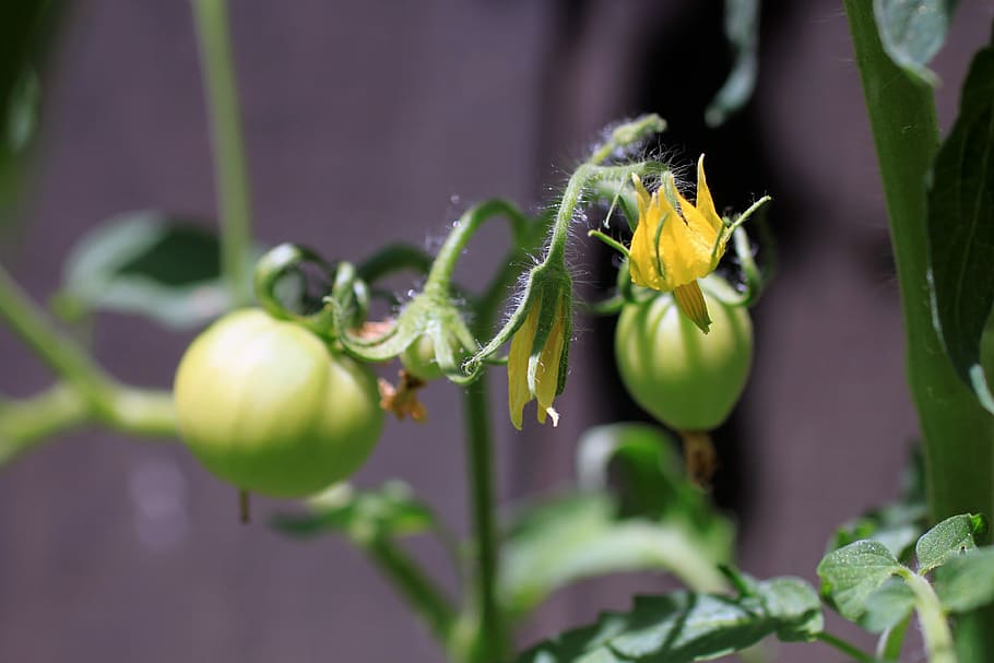 Tomato, Flower, Blurry, Background, blurry background, vegetable HD wallpaper